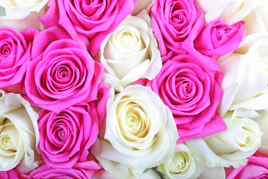 Pink and white roses as textured background or backdrop.