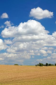 Field of wheat before harvesting, Europe.