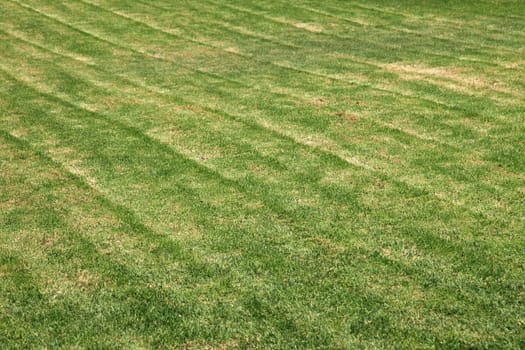 Green lawn as background or backdrop.