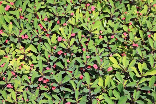 Green bush with pink flowers as textured background or backdrop.