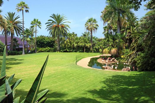 Beautiful park with flamingo on Tenerife island, Canary.