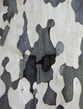 Surface of sycamore tree as texture background or backdrop.