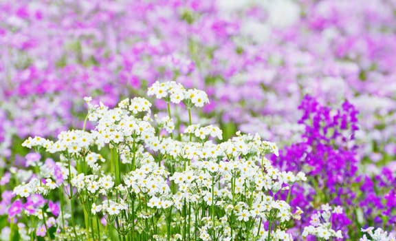 French lavender