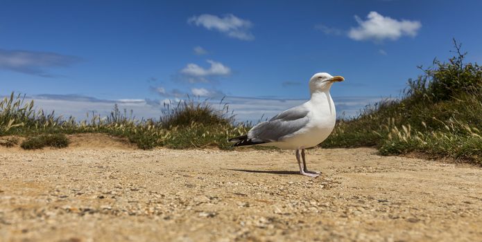 Image of The European Herring Gull (Larus argentatus) on a small plateau over the Etretat cliffs in Upper Normandy in Northern France.