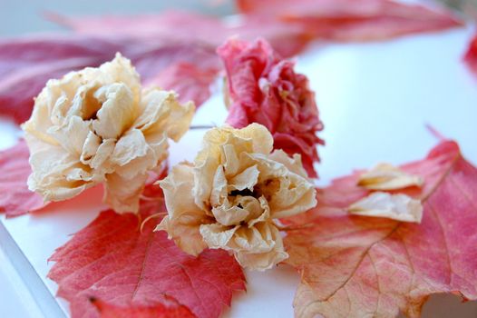 dry red and white rose on red autumn leaves