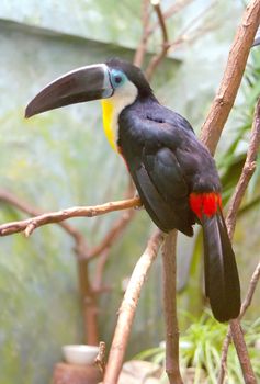 Toucans are near passerine birds from the neotropics, most closely related to American barbets. They are brightly marked and have large, colorful bills.