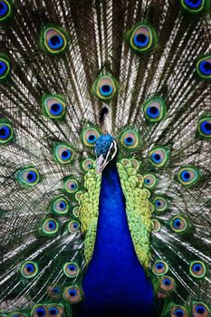 Male peacock displaying his colorful tail feathers.
