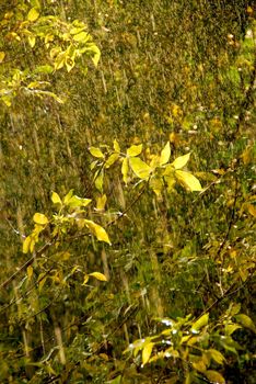 Rain and sunshine - falling raindrops sparkling