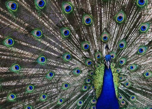 Peacock with his tail feathers on display to attract a mate.