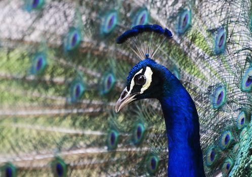 Peacock surrounded by his tail feathers on display trying to attract a mate.