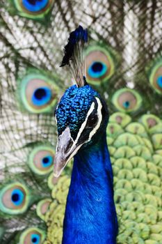 Peacock with his tail feathers on display to attract a mate.