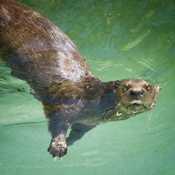 River otter on its back in the water looking up at the camera.