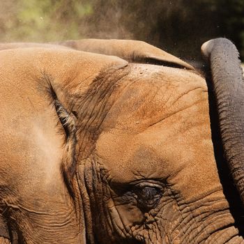 Elephant blows dirt onto his head to keep cool.
