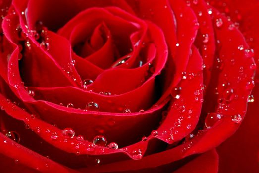 Extreme macro image of a red rose petals with dew drops