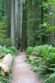 Redwood National Park in California