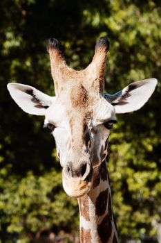 Cloise up of the face of a giraffe at eye level.