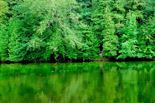 Green reflection of a forest in  calm river water