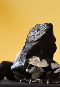 Black and white spiny tailed iguana in a studio setting.