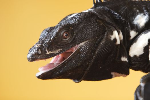 Black and white spiny tailed iguana in a studio setting.