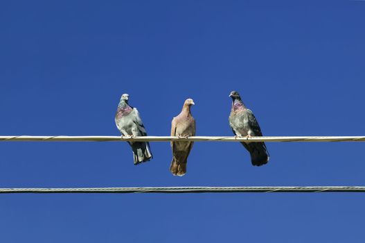 Three pigeons perched on an electrical wire.