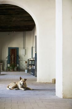 Yellow dog at a church with altar in the background.