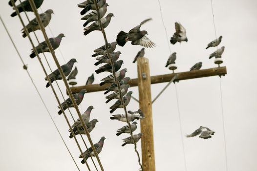 Flock of pigeons perched on a power line.