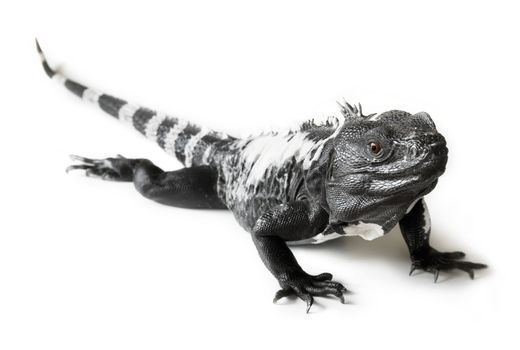 Black and white spiny tailed iguana in a studio setting.