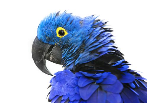 Brilliant blue hyacinth macaw with a yellow ring around its eye.
