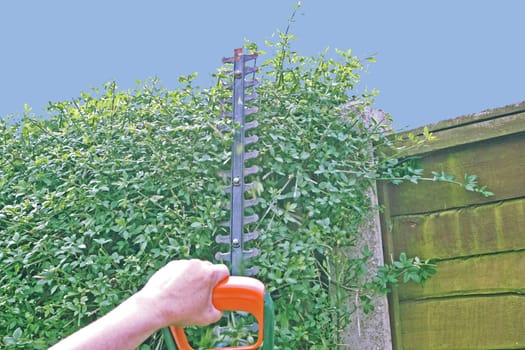 hedge being trimmed with electric trimmer.