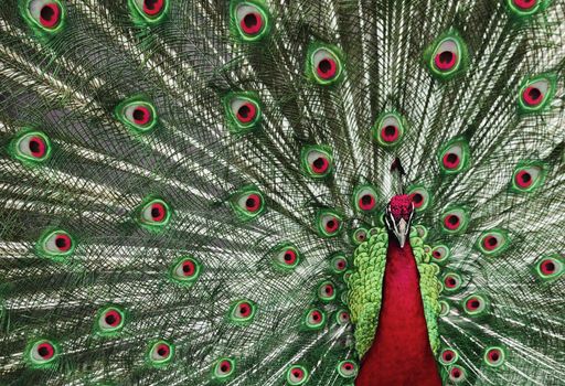 Peacock with his tail feathers on display to attract a mate in holiday colors.