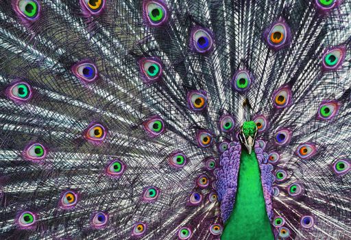 Peacock with his tail feathers on display to attract a mate in unreal beautiful colors.