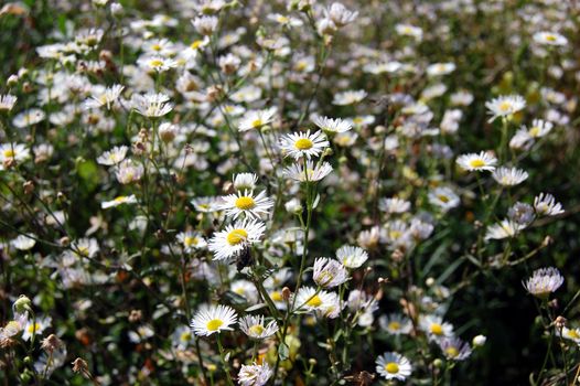 field with camomile as a background