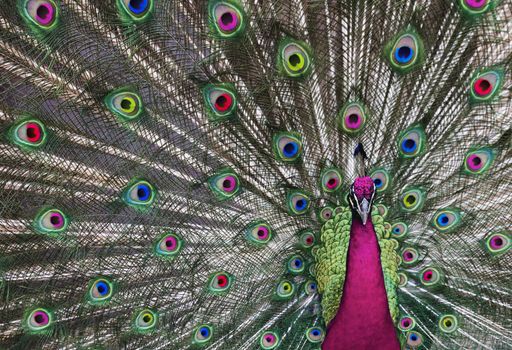 Peacock with his tail feathers on display to attract a mate in unreal beautiful colors.