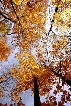 Colorful maple tree tops in the fall