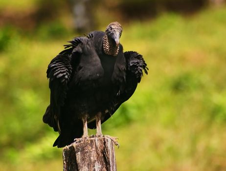 Turkey vulture eyes the samera in a suspicious manner.