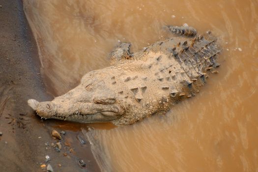 Big, lazy crocodile with a fly on his back.