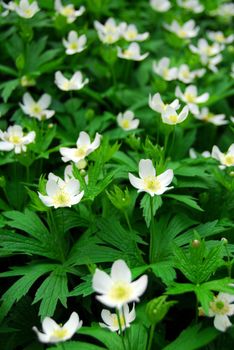 Spring wild flowers wood anemones close up