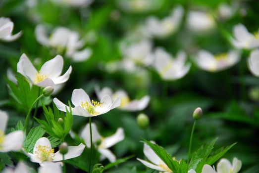Spring wild flowers wood anemones close up