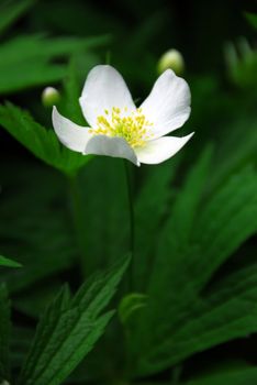 Spring wild flower wood anemone close up
