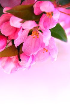 Pink blossom of an apple tree with rain drops, white space for copy