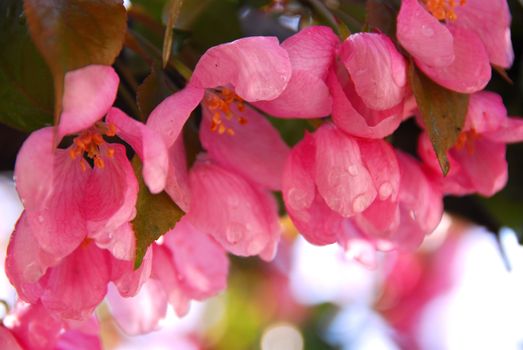 Pink blossom of an apple tree with rain drops