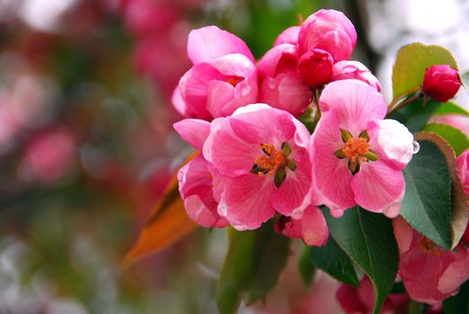 Pink apple blossom close up in spring orchard
