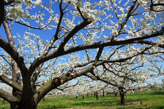 Old blooming apple trees in a spring orchard