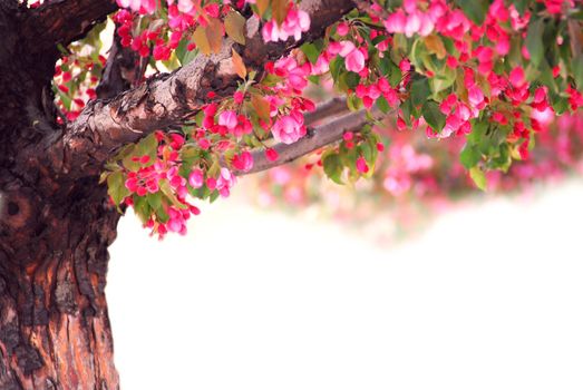Blooming pink apple tree isolated on white background