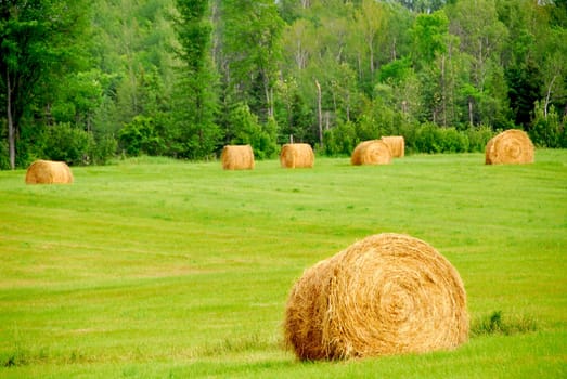 Agricultural landscape of hay bales in a green field