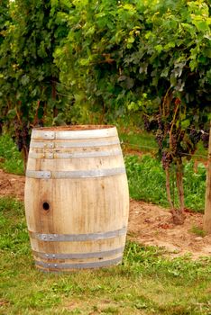 Old wine barrel at vineyard