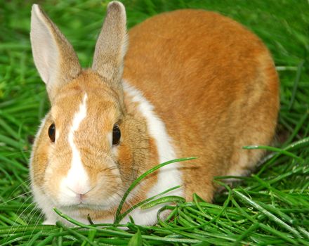 Cute easter bunny sitting on green grass outside