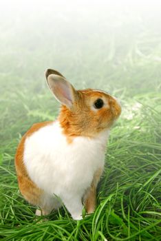 Cute easter bunny sitting on green grass outside, faded white background