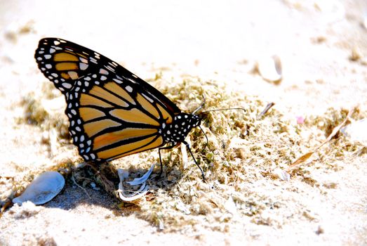 Monarch butterfly on a beach close up
