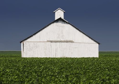 Whitewashed farm building with a leafy crop in the forground.